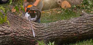 Reliable Shadow Lake, WA Tree Removal Solutions